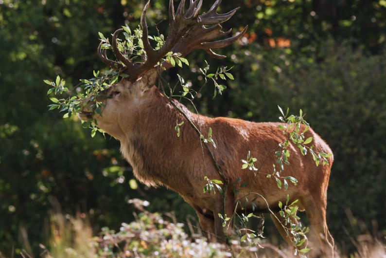 Renginio iliustracija